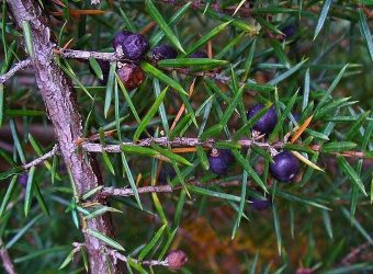 Juniperus Communis