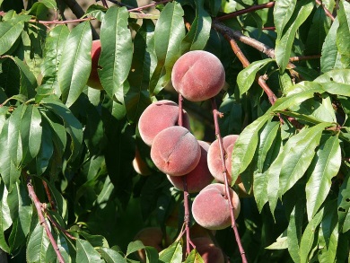 Prunus Persica