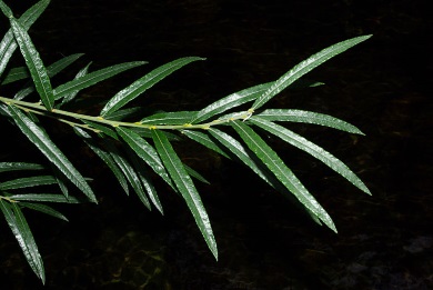 Salix Eleagnos