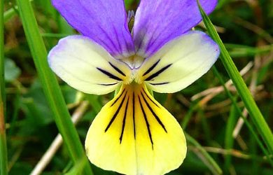 Viola Tricolor