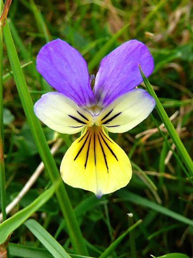 Viola Tricolor
